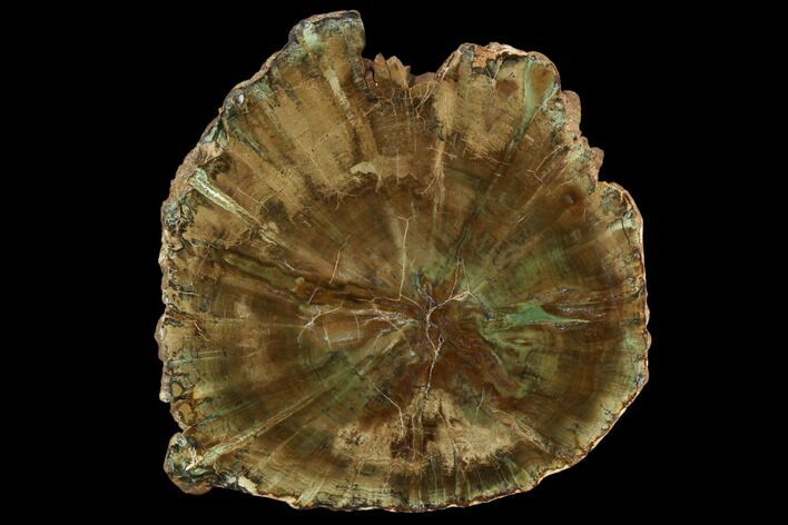 Triassic Petrified Wood (Woodworthia) Slab - Zimbabwe #124219